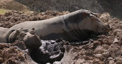 Two hippos lying motionlessly in a puddle of mud, slow motion 120 fps Video stock 251727649