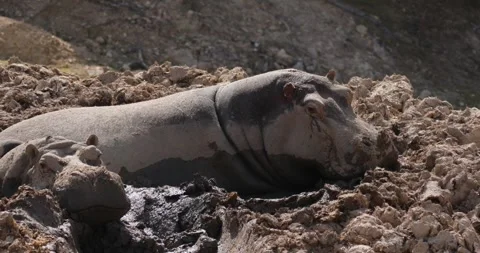 Two hippos lying motionlessly in a puddle of mud, dozing slow motion 120 fps Video stock 251727712