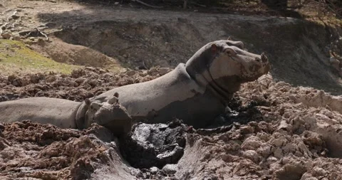 Two hippos lying in a puddle of mud, slow motion 120 fps Stock Footage 251727575