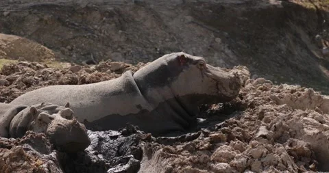 Two hippos lying in a puddle of mud, turnning their heads slow motion 120 fps Stock Footage 251727725