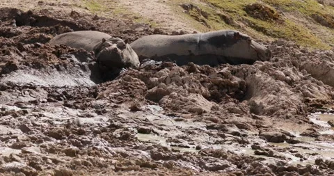 Two hippos lying in a puddle of mud, dozing in a hot day, slow motion 120 fps Stock Footage 251727773