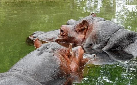 Two Hippos Stock Photos