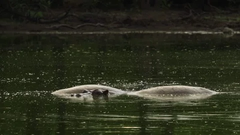 Two hippos relax partially submerged in the water in Kruger National Park. Vídeo Stock 342995811