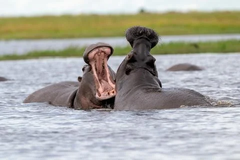 Two hippos sparring in Chobe River Stockfoto's