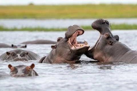 Two hippos sparring in Chobe River 스톡 사진