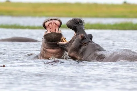 Two hippos sparring in Chobe River Stock Photos