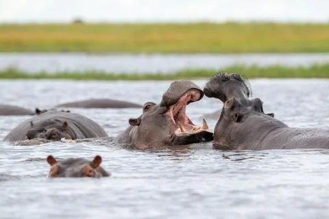 Two hippos sparring in Chobe River Stock Photos