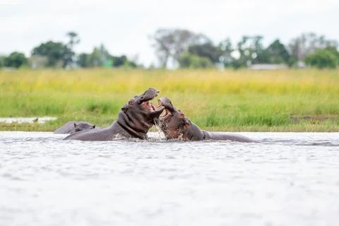Two hippos sparring in Chobe River Stock Photos