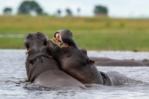 Two hippos sparring in Chobe River Stock Photos