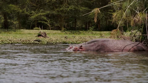 Two hippos stick out above surface of water of lake Naivasha in Kenya. Stock Footage 231595891