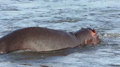 Two hippos submerging in blue water Stock Footage 229367437
