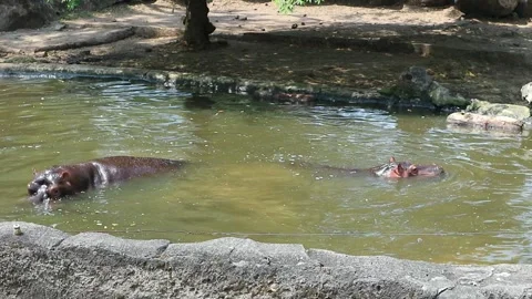 Two hippos swimming in a pool during the day Stockbeeldmateriaal 237753458