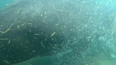 Two hippos underwater close up calm swimming river wildlife slow motion Видео 232027286