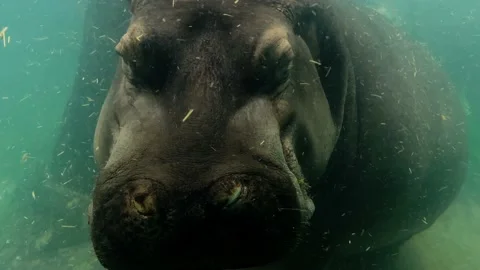 Two hippos underwater close up calm swimming relaxing wildlife scene Stock Footage 234049195