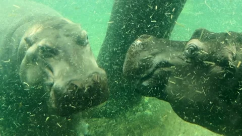 Two hippos underwater close up playful interaction wildlife slow motion Video stock 235031265
