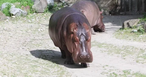 Two hippos walking in sunlight inside a zoo enclosure, heavy and slow Stock Footage 320020211