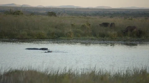 Two Hippos in the water with Buffalo in the background Stock Footage 53235555