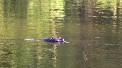 Two Hippos in water Video stock 71263083