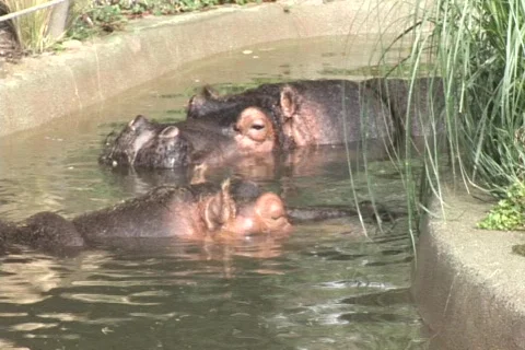Two hippos in the water, one grunts and splashes Stock-Footage 548754