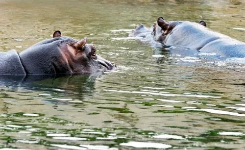 Two hippos in water Stock Photos