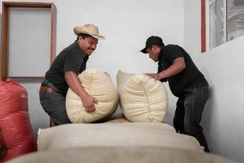 Two Hispanic farmers are stacking coffee sacks in the warehouse Stock Photos