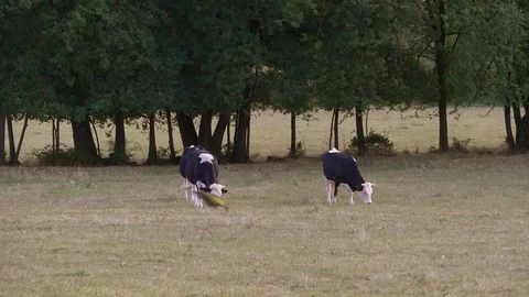 Two Holstein black and white cows eating grass in a farm field. Slow motion. Stock Footage 114682172