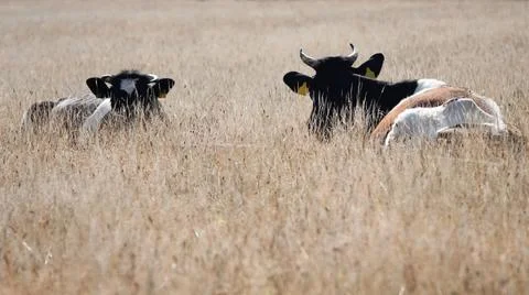 Two Holstein cows are resting in dry grass in Germany Stock Photos