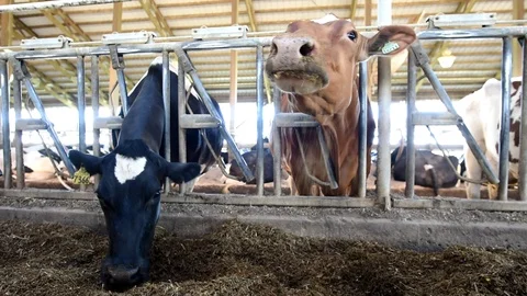 Two Holstein cows feeding in modern industrial farm, close-up wide angle 3. Stock-Footage 92087741