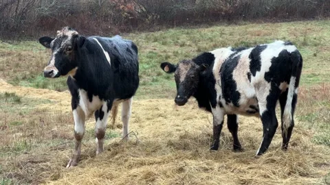 Two Holstein Cows In A Field Stock Footage 224708089