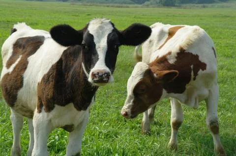 Two holstein cows at pasture Stock-Fotos