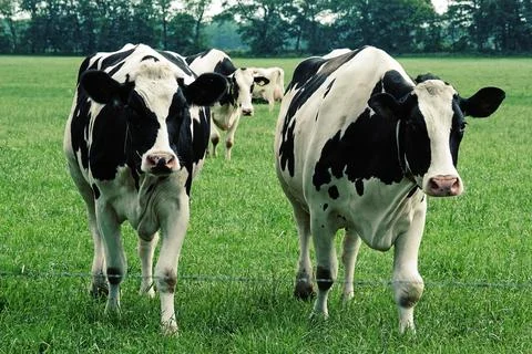 Two holstein cows Stock Photos