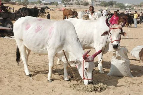 Two holy cows with panted pink horns  at camel mela holiday in pushkar,india Foto stock