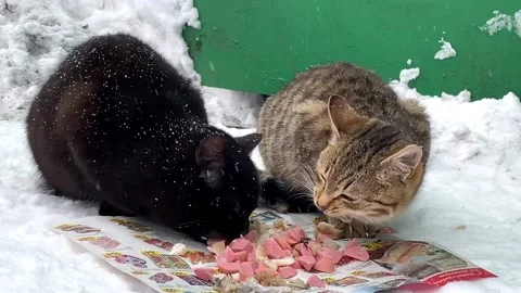 Two homeless black and gray cats eat sliced sausages in the winter Stock Footage 169107779