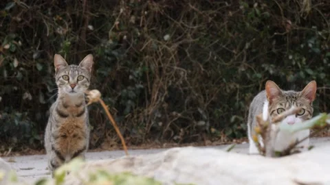 Two Homeless Cats Looking Scared, Close Up Stock Footage 201407225