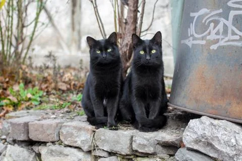 Two Homeless Cats Stock Photos