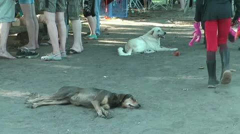 Two homeless dogs lying in the sand on the ground in Tortuguero, Costa Rica Stock Footage 20442467