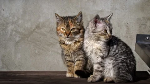 Two Homeless Kittens Sit Outside and Bask in the Sun Stock Footage 233869906