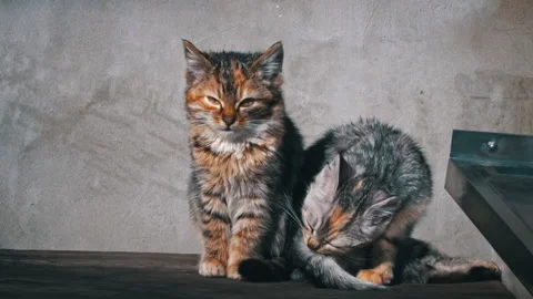 Two Homeless Kittens Sit Outside and Bask in the Sun Video stock 235560592
