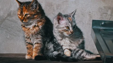Two Homeless Kittens Sit Outside and Bask in the Sun Video stock 237486834