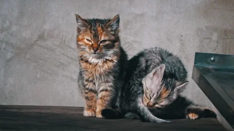 Two Homeless Kittens Sit Outside and Bask in the Sun Video stock 237645388