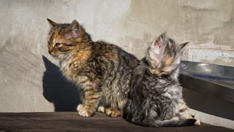 Two Homeless Kittens Sit Outside and Bask in the Sun Stock Footage 237977585