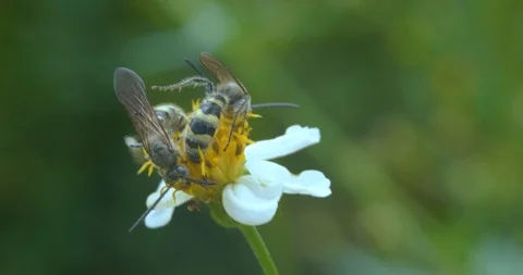Two Honey bee collecting nectar from white flower close up in Slow motion Stock Footage 107332395