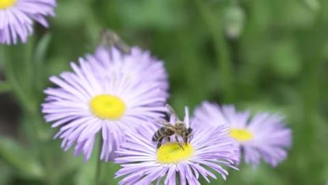 Two honey bees collect nectar on a purple chamomile flower. Stock-Footage 243376284