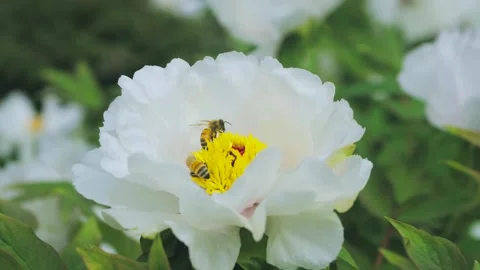Two Honey Bees Collecting Nectar From A Large White Peony Flower In Spring Video stock 342001639