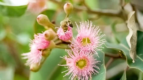 Two honey bees crawling inside flower buds to drink nectar whilst pollinating Stock Footage 68457345