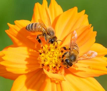 Two honey bees feeding on nectar Fotos Stock