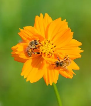 Two honey bees feeding on nectar Photos