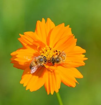 Two honey bees feeding on nectar Photos
