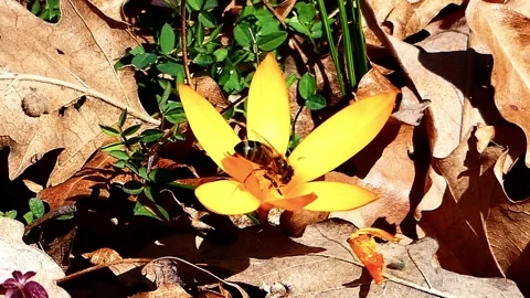 Two honey bees fighting over yellow crocus in spring oak forest close-up Stock Footage 318943530