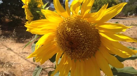 Two honey bees gathering nectar. Stock Footage 41436638